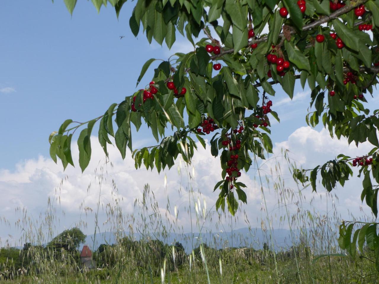 La Ferme De Chaleyre Bed & Breakfast Romans-sur-Isère Екстериор снимка